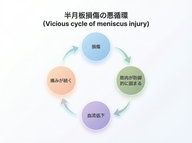損傷→筋性防御→血流低下→発痛物質蓄積→さらなる筋緊張という慢性化の悪循環