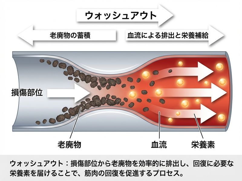 ウォッシュアウトの概念——血流による老廃物の洗い流し