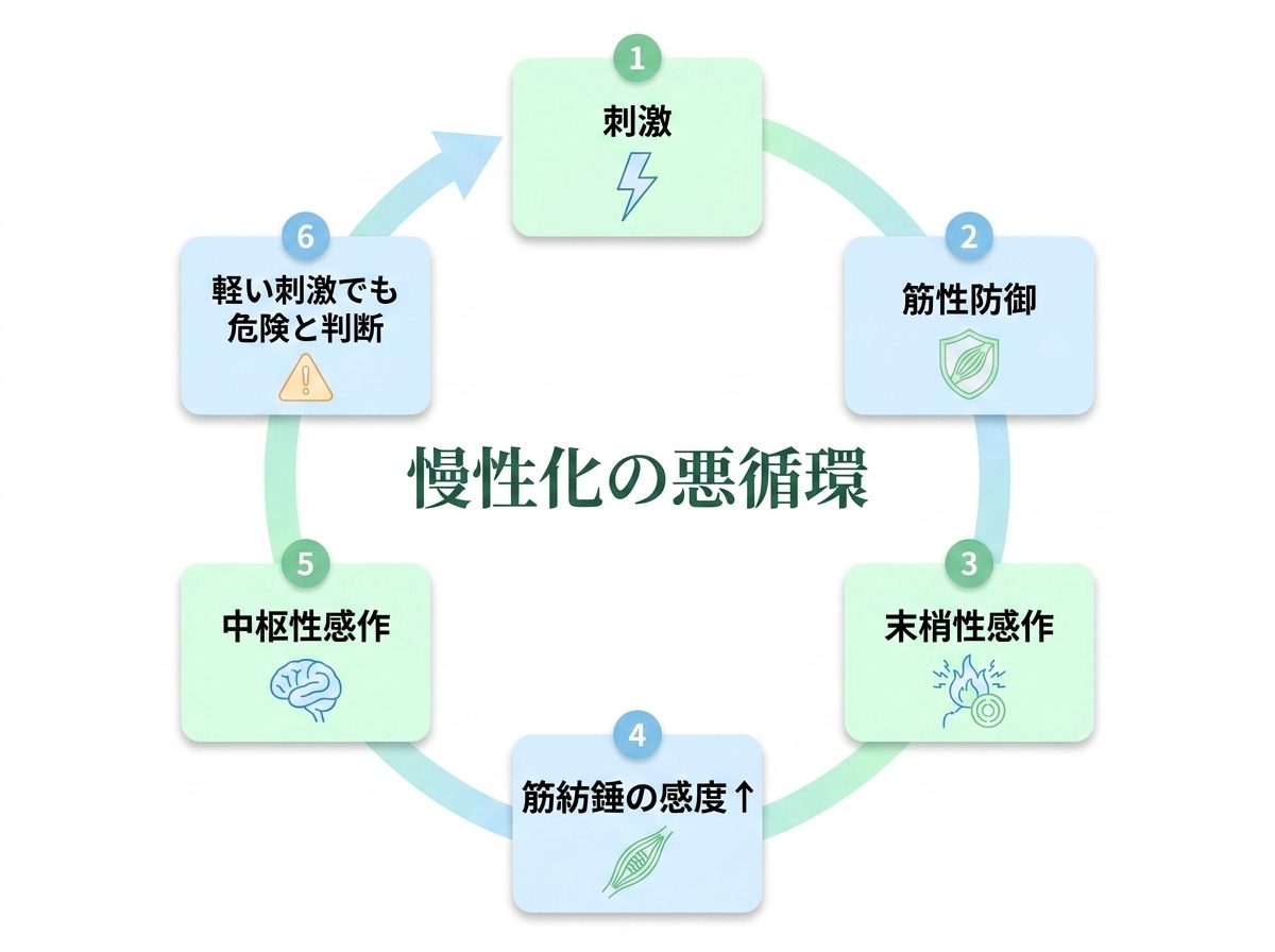 筋性防御が続く流れを6ステップで説明した図