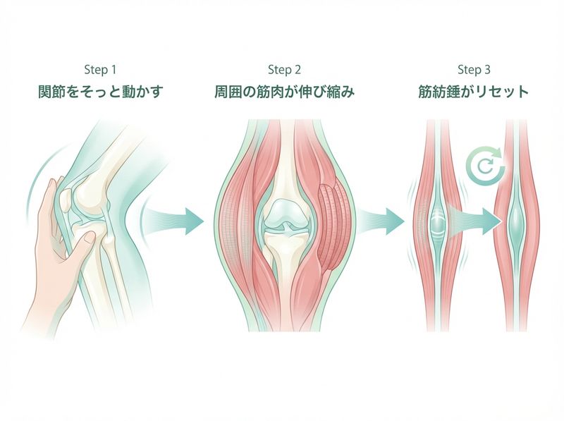 関節の他動運動で筋肉が間接的に伸び縮みする仕組み
