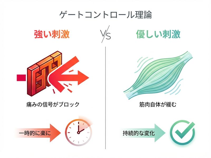 ゲートコントロール理論:脊髄の門が痛みの信号を抑制する仕組み